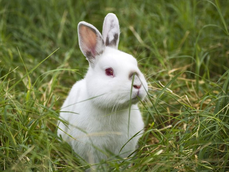 家兔饲料中必需的氨基酸和非必需氨基酸